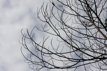  dry tree branches