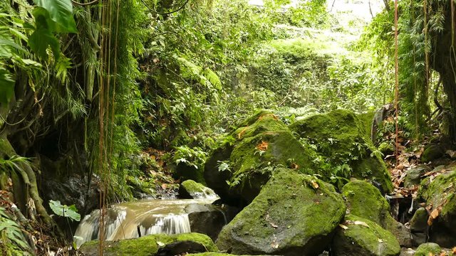 Small waterfall in forest of Ubud near by monkeyforest