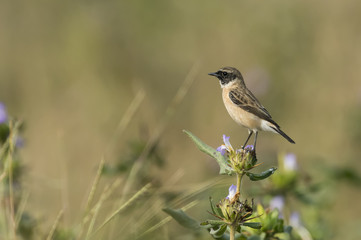 Portrait of Male Stonechat Sitting on a Branch