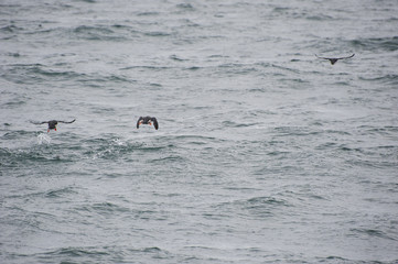 Fototapeta premium Stages of flight/Three puffins just getting out of the water and flying in an icelandic fjord.