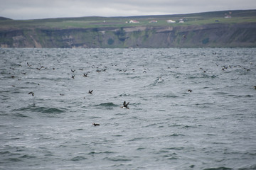 Puffin colony/Puffin birds floating and flying around in search for fish in an Icelandic fjord in the north.