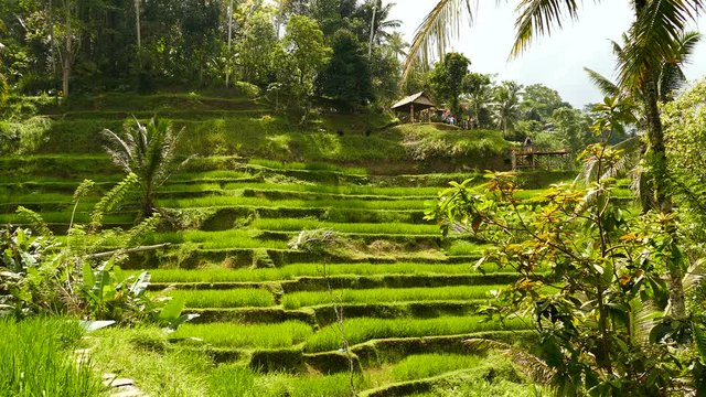 Desa Pakraman rice terrace near Ubud, Bali, Indonesia