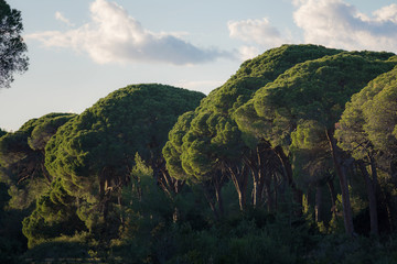 Mushroom Shaped Pine Trees