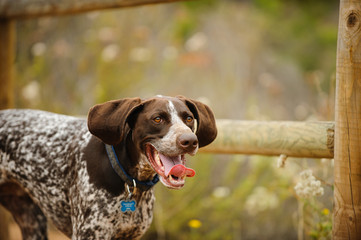 German Shorthair Pointer dog in nature by wood fence
