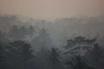 foggy sunrise over the jungle