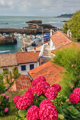 the area of the French city of Biarritz with flowers hydrangeas in the foreground - obrazy, fototapety, plakaty