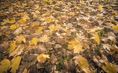 close up of autumn leaves on a meadow