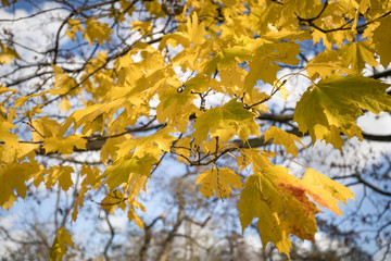 close up of yellow autumn leaves at a tree