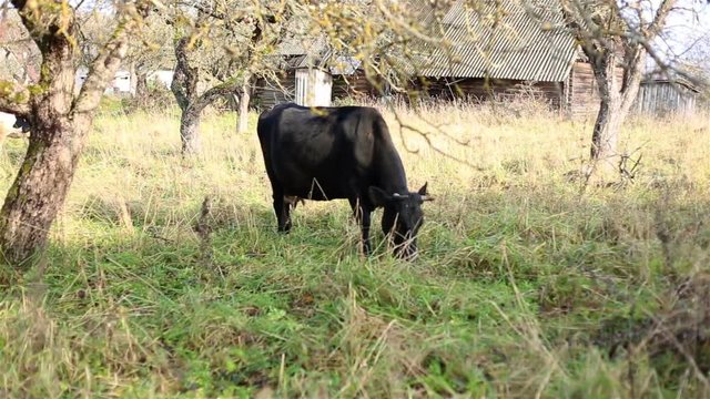 Livestock. Black cow eating grass in a meadow. Plot in the village. Glade with vegetation and trees. A small house. Domestic animal with horns and hooves.