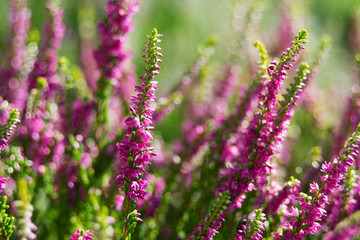 Obraz premium Heather flowers in the garden during sunny day, Calluna Vulgaris
