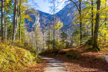 Fototapeta na wymiar Autumn landscape in the forest and mountains of the Alps with a footpath and bright foliage