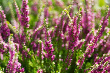 Heather flowers in the garden during sunny day, Calluna Vulgaris
