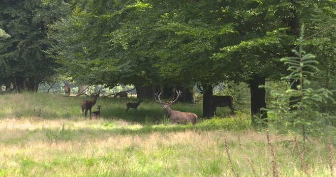 Red Deer (cervus elaphus) dominant stag stands up from rut pool and shakes out. Harem and competitor close by. Stags in rut dig large wallows and urinate into them for scent marking.