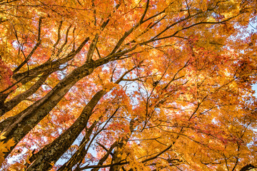 カエデの木を見上げて