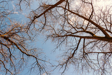 Fototapeta premium view on blue sky through the trees as a background