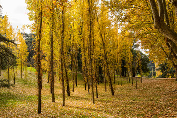Obraz premium Madrid West Park with trees tinted by autumn colors