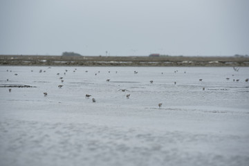 The nature of outdoor bird flocks in the ecosystem.