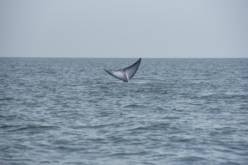 Naklejka premium Bryde's whale, Whale in gulf of Thailand..
