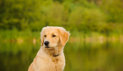 Golden Retriever puppy dog by water and nature