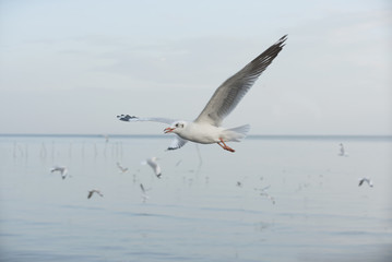 Seagull at Bangpoo,