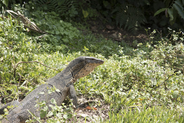 Komodo Dragon, the largest lizard in the world