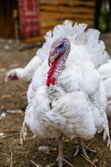 Breeding turkeys on a farm.