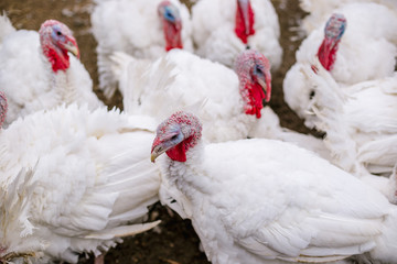 Breeding turkeys on a farm.