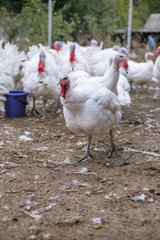 Breeding turkeys on a farm.