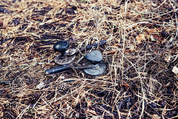 Trash on the ground in the pine forest.