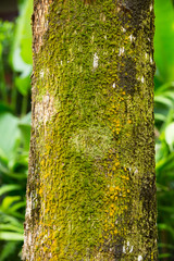 Moss on tree trunk, Moss texture background