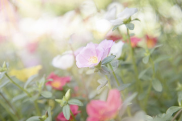 Colorful Common Purslane flowers