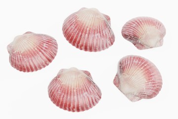 Realistic 3D Render of Clam