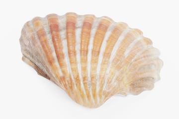 Realistic 3D Render of Clam