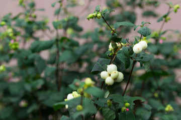 Snowberries (Symphoricarpos Albus) in garden