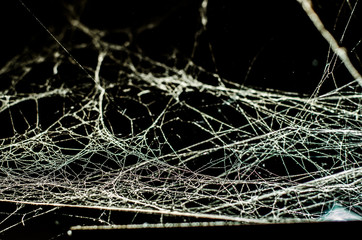 spider web, background, abstraction
