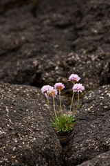 Faroe island, Denmark