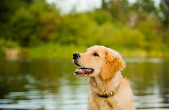 Golden Retriever puppy dog portrait at lake with forest
