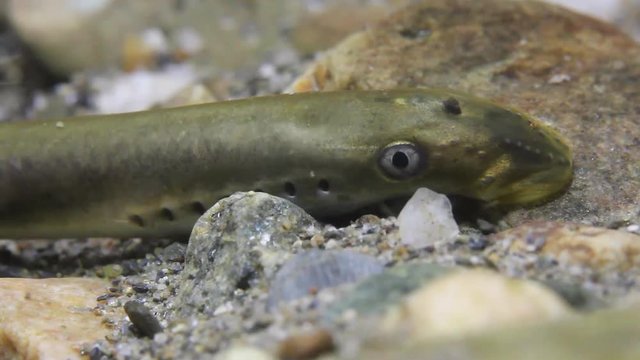 Brook lamprey (Lampetra planeri) a frashwater species that exclusively inhabits freshwater environments. Lamprey in the clean mountain river holding gravel. Frashwater habitat.