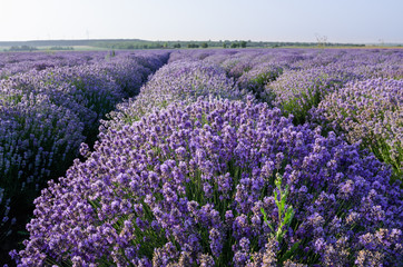 Fototapeta na wymiar Lavender field near Poruchik Chuchevo village in Bulgaria