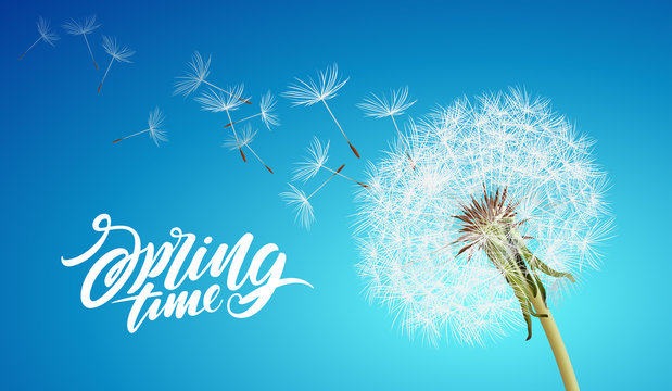 Beautiful vector dandelion with flying seeds on cloudy sky