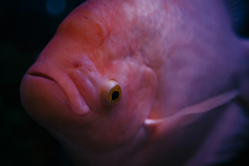 Head of Osphronemus Goramy close-up. Big fish.