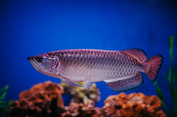 Scleropages Jardini floats among algae and corals. A large shiny pink fish.