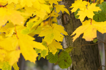 Autumn foliage on the tree