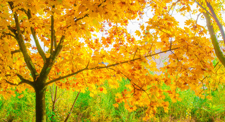 yellow leaves on trees