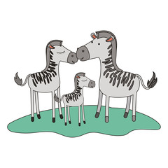 zebras couple and foal over grass in colorful silhouette on white background vector illustration