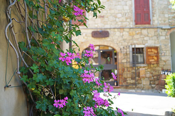 Pretty floral corners of Bolgheri, Tuscany, Italy