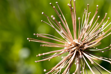 Dry plant in autumn with spider's web on green background. Up close isolated.