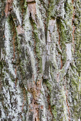 the bark of a large tree as a background