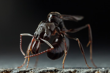 Trap jaw ant