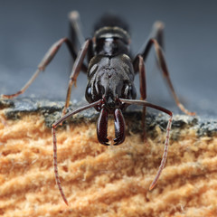 Trap jaw ant